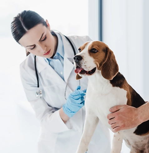 Odunpazarı Veteriner